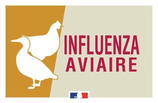 Influenza aviaire large